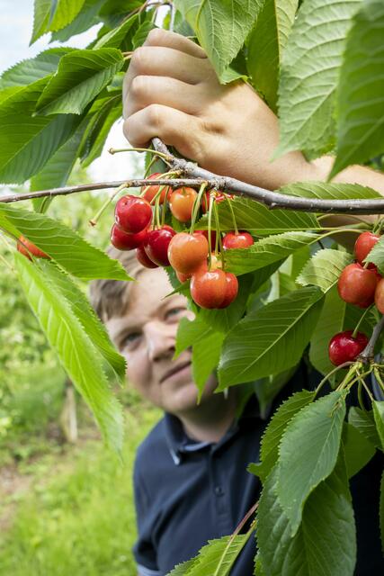 Gemeinde Wiesen: "Begonnen hat alles mit der Erdbeere vor 100 Jahren ... Gemeinde Wiesen: "Begonnen hat alles mit der Erdbeere vor 100 Jahren ...