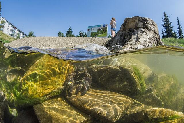 Zu einer Naturoase für Mensch, Tier und Pflanzen hat sich der Liesingbach auf seinen bereits renaturierten Abschnitten entwickelt. | Foto: MA45