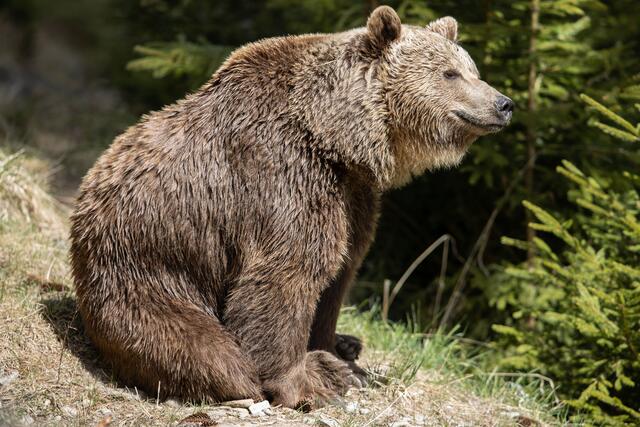 Im Pinzgau und auch in Italien und Bayern wurden Bären gesichtet. Wir geben dir Tipps, die dir im Notfall vielleicht sogar das Leben retten könnten. | Foto: Symbolbild: Harald Steiner