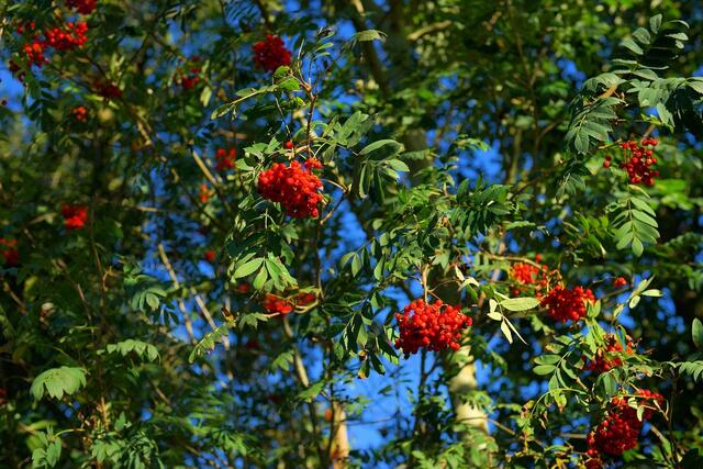 Der Vogelbeerbaum eignet sich auch für kleinere Gärten und spendet Schatten und Kühlung im Sommer. | Foto: Pixabay