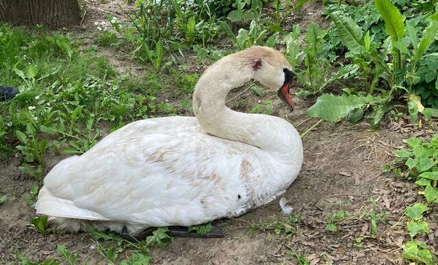 Der Schwan war bereits sehr geschwächt. | Foto: FF Leoben-Stadt