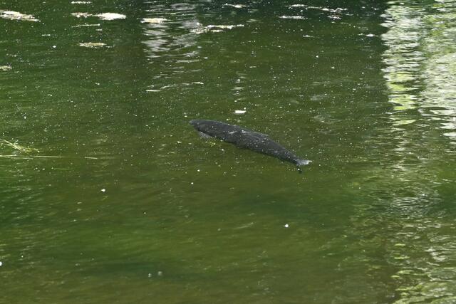 Fische gibt's auch im Teich