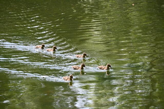 Anführer gibt's auch schon