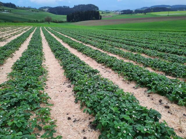 In Oepping können seit 27. Mai 2024 wieder frische Erdbeeren gepflückt werden.  | Foto: Gabriele Reindl