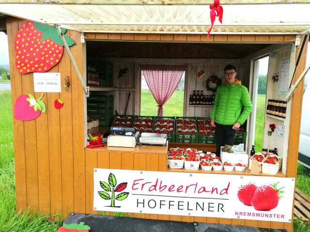 Die Erdbeersaison 2023 beginnt im Bezirk Kirchdorf allmählich.  | Foto: Hoffelner Landwirschaft