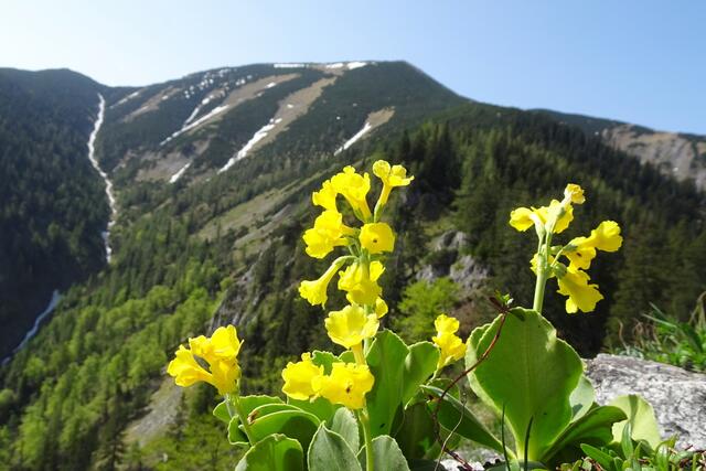 Petergstamm mit dem Göller im Hintergrund