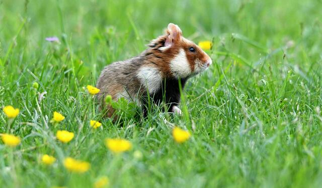 Vorsichtiger Feldhamster in der Frühlingswiese 