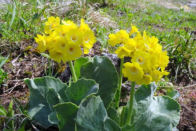 Ein herrlich blühender  Petergstamm