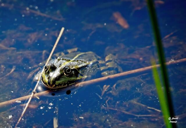 ....ich geh wieder lieber ins Wasser Güni,da bleib ich wenigstens sauber ....