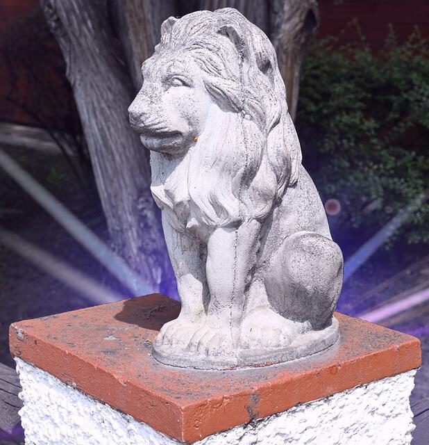 Der "König der Löwen" in Aspern! | Foto: © Gabriele Czeiner