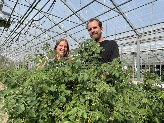 Sarah und Simon Wedenig im Tomatenhaus, in dem Kunden dann in Folge auch die reifen Tomaten selbst ernten können. | Foto: MeinBezirk.at