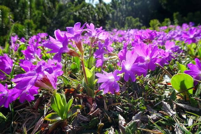 Das Rosa der Clusius-Primeln leuchtet schon von weitem.