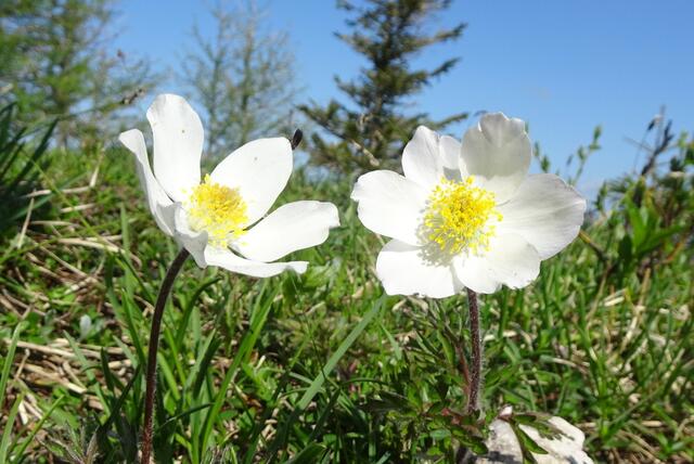 Alpen-Anemonen