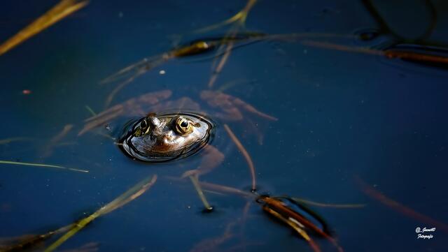 .....mei Güni,du hast es schön,du musst nicht hier drinnen hausen .....