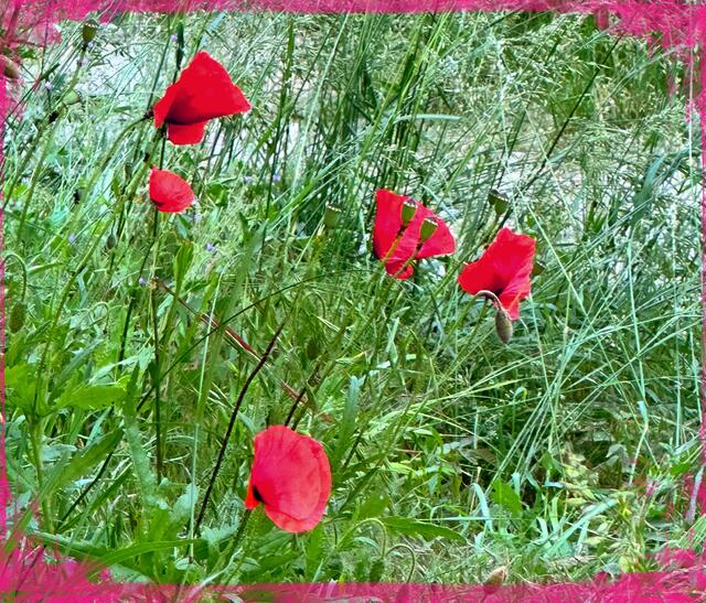 Klatschmohn | Foto: © Gabriele Czeiner