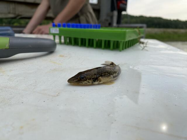 Bei der Fischwanderhilfe werden Fische markiert. | Foto: Verbund