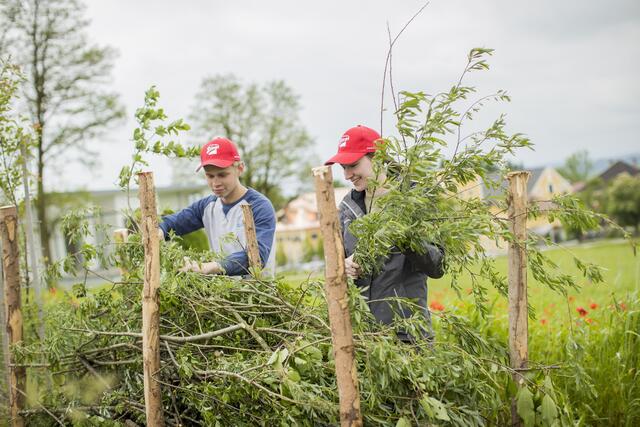 Mit verschiedenen Kleinhabitaten wurden neue Lebensräume für Kleintiere und Insekten geschaffen. Im Bild Tristan Zenker und Katharina Költringer (beide HBLA Ursprung) beim Errichten einer sogenannten "Benjes-Hecke". | Foto: Neumayr/C.Leopold