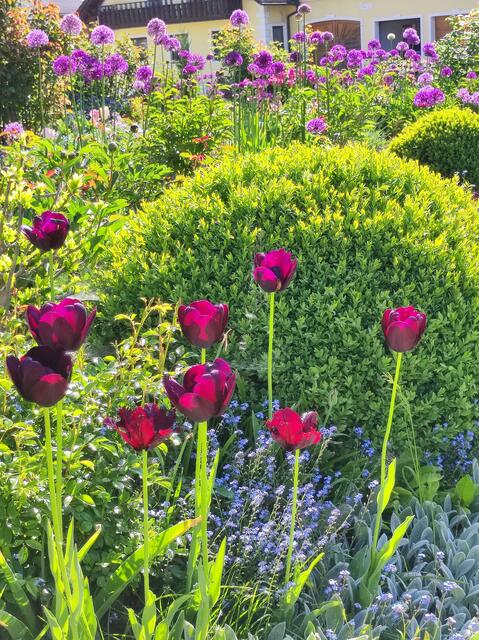 Gartenparadies im Bezirk Gmünd: Blütenpracht zaubert ein Lächeln ins ...