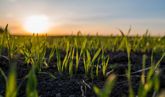 Der Boden ist ein wichtiger Faktor für die Qualität der meisten Lebensmittel und ein riesiger CO2-Speicher. | Foto: Volodymyr_Shtun/Shutterstock.com
