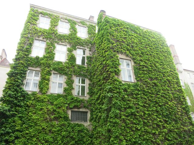 Eine grüne Fassade schaut nicht nur schön aus, sondern kühlt auch.  | Foto: Agenda Josefstadt