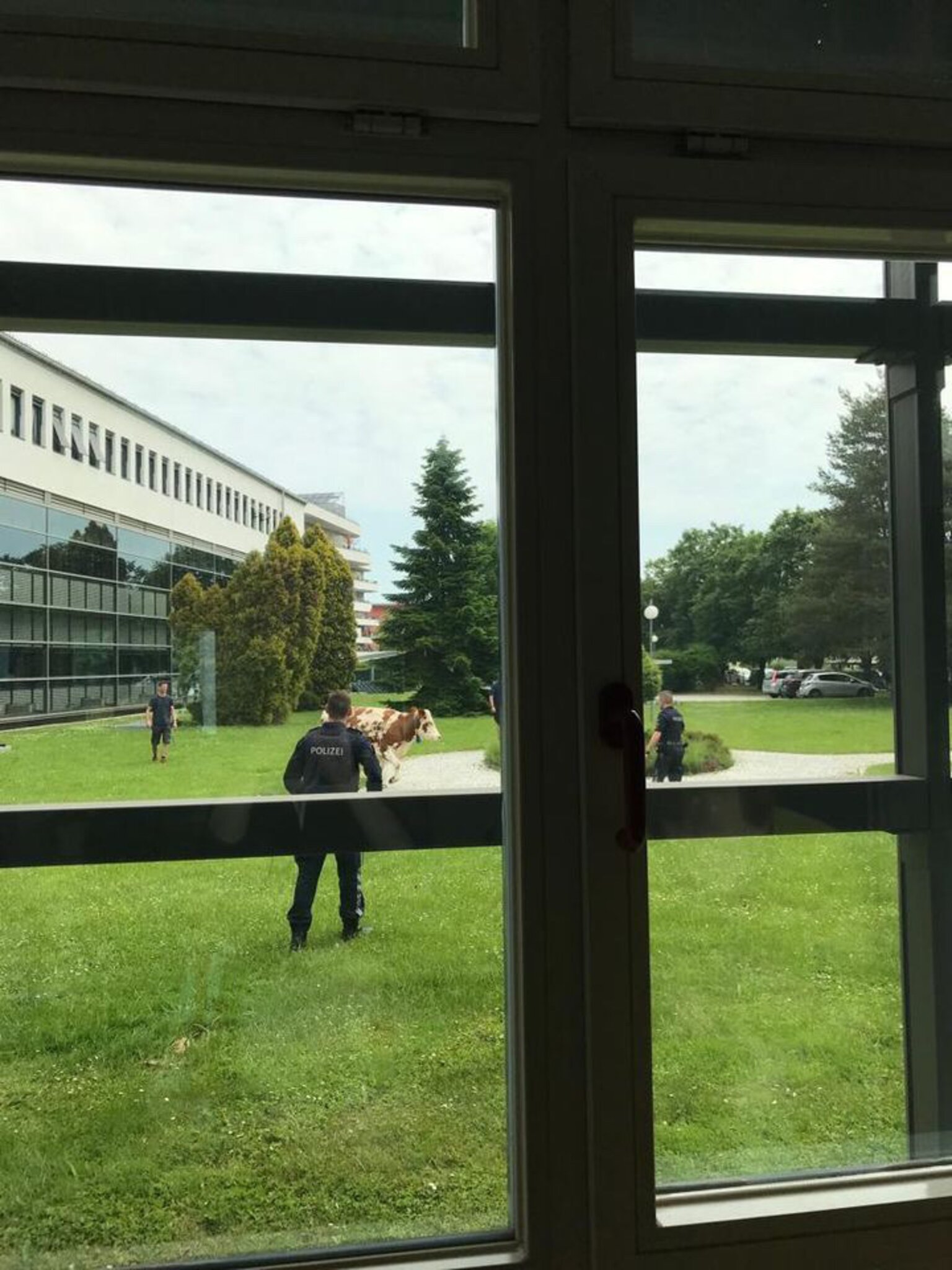 Cobraeinsatz, KoalaBaby & Co. 1. Juni Worüber Österreich spricht