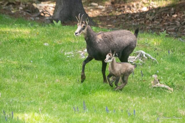 Der tierische Nachwuchs am Wilden Berg in Mautern erkundet bereits seine Umgebung – natürlich in fürsorglicher Begleitung der Mutter. | Foto: Werner Pleiner