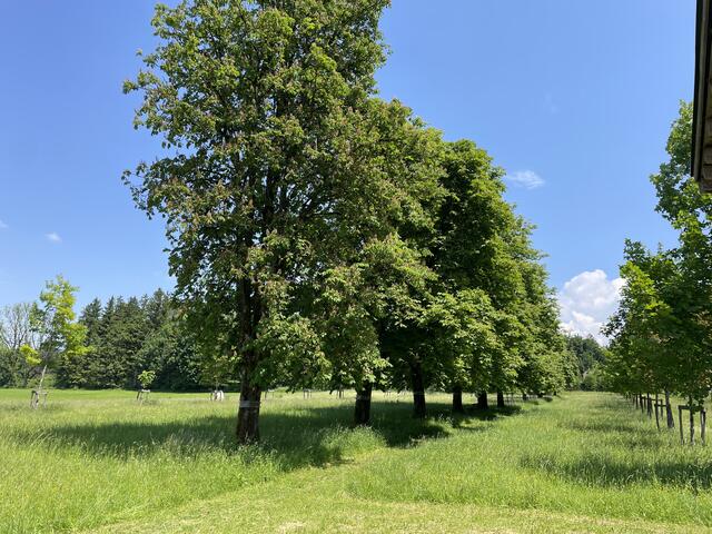 Die Kastanienwiese von paxnatura im Flachgau.  | Foto: sm