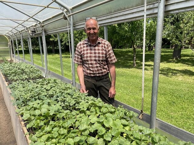 Um die 70 Gemüsesorten werden am Gabelmacher-Hof in Liefering angebaut. Der "Star" bei den Stadtbauern sind aber die Melonen.
 | Foto: Lisa Gold