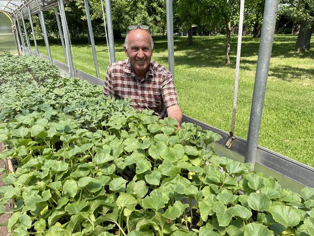 Um die 70 Gemüsesorten werden am Gabelmacher-Hof in Liefering angebaut. Der "Star" bei den Stadtbauern sind aber die Melonen.
 | Foto: Lisa Gold
