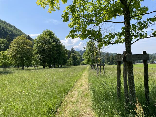 Die Kastanienwiese in der Flachgauer Gemeinde Grödig.  | Foto: sm
