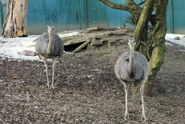 Nandus: Die südamerikanischen Laufvögel sind ausgesprochen fürsorgliche Väter. | Foto: Margarete Hochstöger