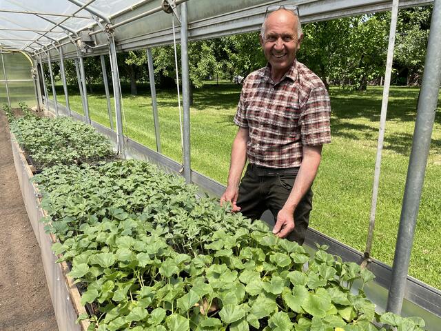 Um die 70 Gemüsesorten werden am Gabelmacher-Hof in Liefering angebaut. Der "Star" bei den Stadtbauern sind aber die Melonen.
 | Foto: Lisa Gold