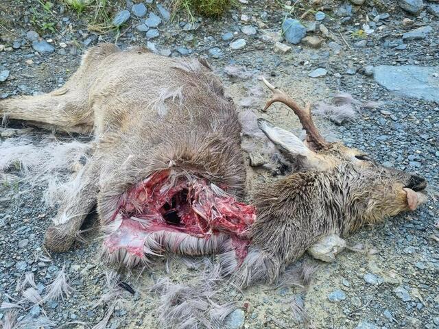 Eine Obudktion des Tieres wurde angeordnet. | Foto: Theresa Unterberger