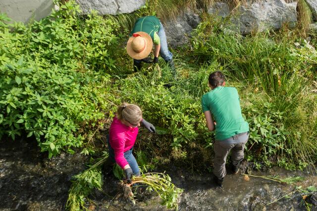 Die Neophyten-Aktion findet auch heuer wieder im Zillertal statt. Invasive Arten werden entfernt.  | Foto: privat