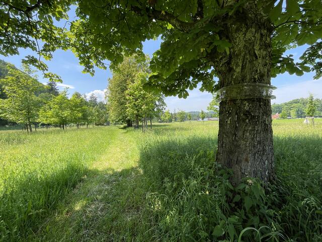 "Plätze" unter den Bäumen sind sehr begehrt und in manchen Fällen sogar auf Jahre vor reserviert.  | Foto: sm