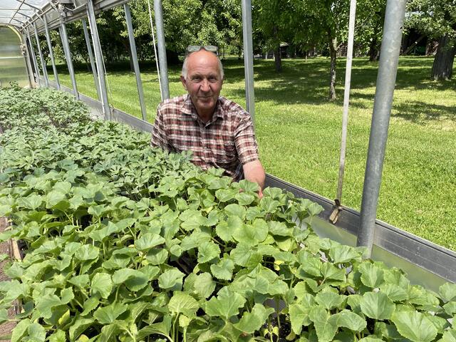 Um die 70 Gemüsesorten werden am Gabelmacher-Hof in Liefering angebaut. Der "Star" bei den Stadtbauern sind aber die Melonen.
 | Foto: Lisa Gold