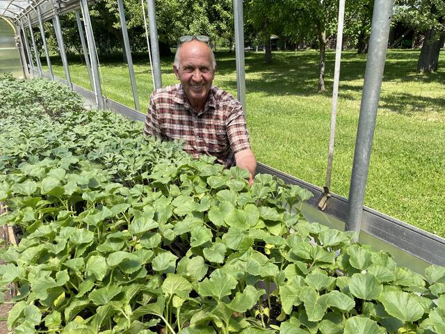 Um die 70 Gemüsesorten werden am Gabelmacher-Hof in Liefering angebaut. Der "Star" bei den Stadtbauern sind aber die Melonen.
 | Foto: Lisa Gold