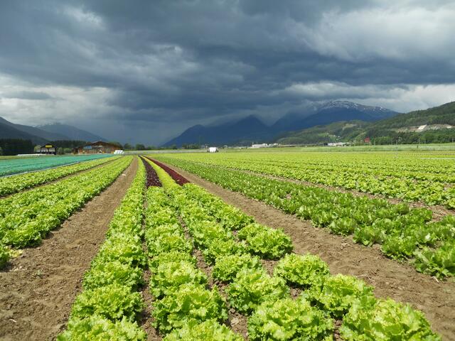 Die Salate soweit das AUge reicht werden täglich geerntet. | Foto: Gradnitzer/Mayr-Hof