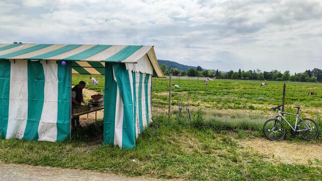 ERDBEERLAND GRAMBACH
an der L370 Raabastraße, Zufahrt Holzweg