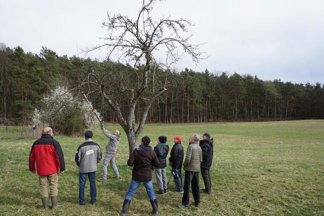 Obstbaumschnitt-Kurs in Jennersdorf: In der Gemeinde sind seit jeher bedeutende Flächen von Streuobstgärten zu finden. | Foto: Wieseninitiative