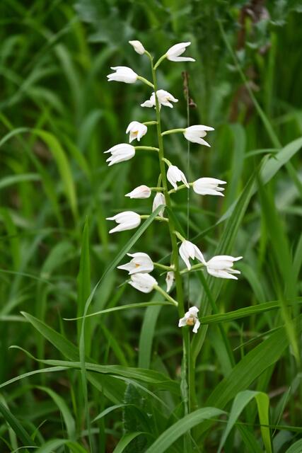 Weißes Waldvöglein, gehört auch zur Familie der Orchideen