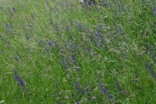 Wiese mit Klee und Salbei