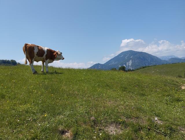 Frühsommer auf  der Anlaufalm | Foto: Veronika Frank
