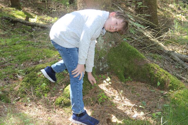 Am Klee kann man erkennen ob Regen oder Dämmerung kommt, wenn er sich zusammenfaltet.