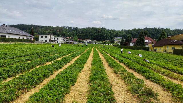 Trotz kühlen Temperaturen und Starkregen kann sich das Erdbeerfeld in Hausmannstätten sehen lassen.
