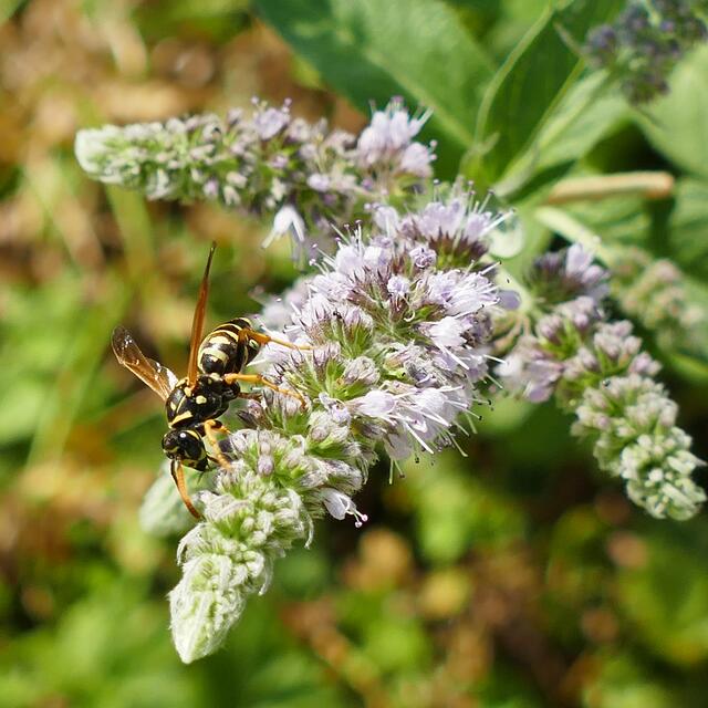 Im heimischen Garten spielen Insekten beim Umweltschutz und der Biodiversität eine große Rolle. Mit einfachen Tipps lässt sich der eigene Garten zu deren Paradies machen. | Foto: MeinBezirk.at