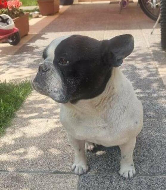 Freundlicher Bulldoggenrüde, 5 Jahre alt, hundeverträglich, lebt von klein auf mit Kind. | Foto: Wienerwaldtierheim