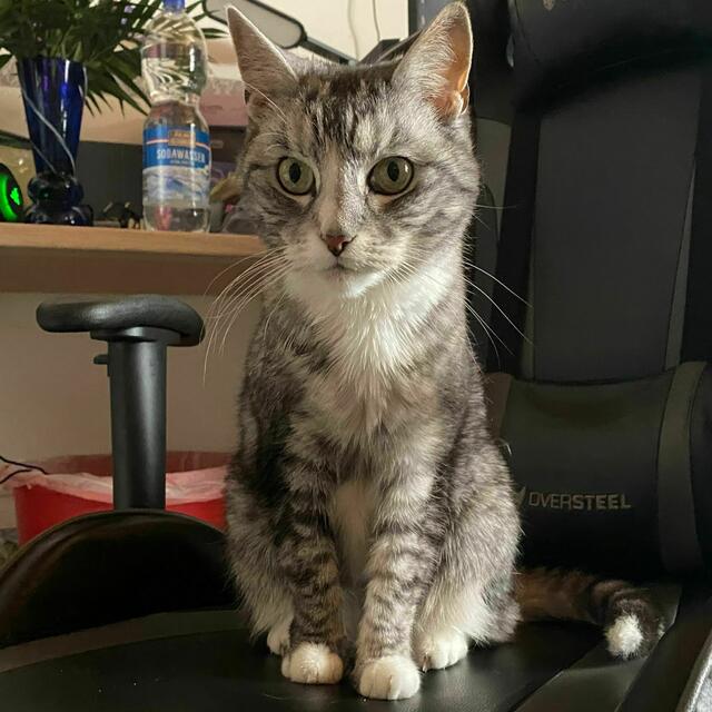 Die zutrauliche Minka, 8 Jahre, sucht gemeinsam mit Bruder Garfield ein Zuhause. | Foto: zVg