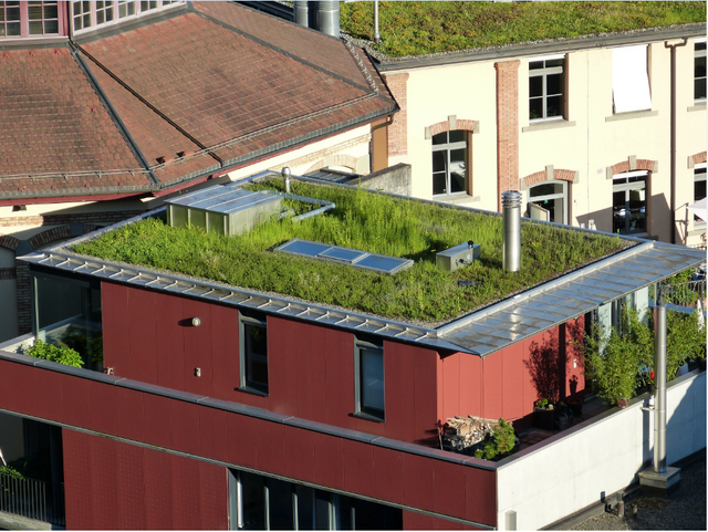 Um die Folgen von Starkregenereignissen einzudämmen und mehr Versickerungsmöglichkeiten zu schaffen, soll mit dem STEK 4.0 eine verpflichtende Begrünung von Dächern ab einer Fläche von 60m² eingeführt werden. | Foto: Stadt Graz, Dominik Piringer