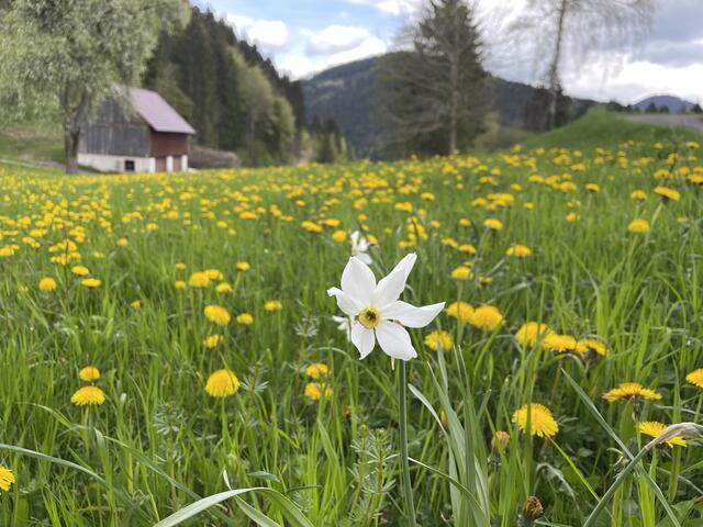 Wandern im Pielachtal | Foto: Martina Schweller